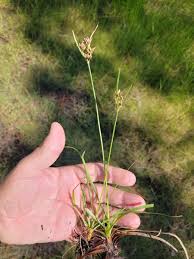 Image result for Vahlia dichotoma