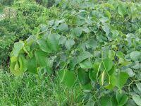 Image result for Pterocarpus rotundifolius