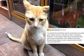 Woman Writes Bad Yelp Review Because Of A Bodega Cat And The Internet Destroys Her Bodega Cat Cats Animal Advocacy