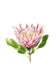 Image result for Protea