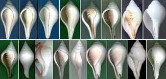 Where should the mandir be placed in your home? Valampuri Shankha Dakshinavarti Shankh Lakshmi Shankha