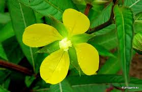 Image result for Ludwigia erecta