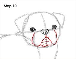 Start by drawing the eyes of your cat in pencil. How To Draw A Dog Pug Video Step By Step Pictures
