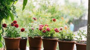 Secara umum, bunga mawar dapat digolongkan dalam tiga kelompok besar, yaitu wild rose, old caranya, keluarkan bibit mawar dari polybag, lalu tanam ke dalam pot. Agar Cepat Berbunga Begini Cara Tepat Merawat Mawar Dalam Pot Tribunnews Com Mobile