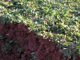 *1/4 dinar = 50 meter rumput gajah mini *untuk wilayah pemesanan jabodetabek. Tukang Taman Rumput Gajah Mini Depok Tukang Taman Murah Tukang Taman Minimalis