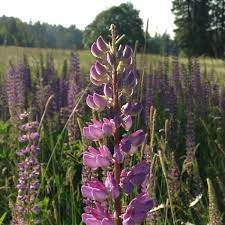 With its royal symbolism, shades of purple are sure to add some elegance to your garden! For The Love Of Lupine A Naturalist Study Columbia River Gorgeous