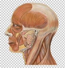 This neuroanatomical atlas is therefore perfectly adapted for the web. Head And Neck Anatomy Human Head Face Png Clipart Anatomy Bone Brown Hair Chin Cranial Nerves