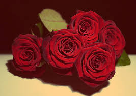 This guest post was submitted by martin photographing flowers can be one of the hardest things to do. Hd Wallpaper Five Red Roses Love Beautiful Flowers Vintage Valentine S Day Wallpaper Flare