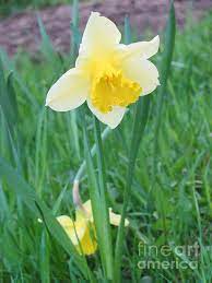 Daffodil By Ida Knuuttila Daffodils Beautiful Flowers Flower Beauty