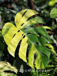 Monstera Aurea Borsigiana Golden Variegated