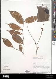 Image result for Carpolobia