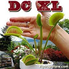 In addition to its impressive size, bimbo is also capable of attaining extremely dark red coloration on its trap interiors. Dc Xl Giant Venus Flytrap