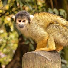 Alice Atyeo On Instagram Happy World Animal Day The Purpose Of World Animal Day Is To Raise The Status Of Anim Pet Day Animals Of The World Squirrel Monkey