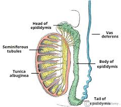Posted in anatomy | tagged male, male anatomy, male anatomy diagram, male chart. The Testes And Epididymus Structure Vasculature Teachmeanatomy