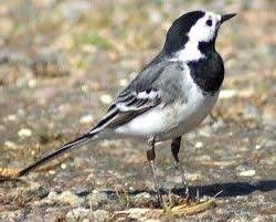 Brown Bird With Black And White Wings Uk Pied Wagtail Or Boumantsje First Seen At Heathrow They Love Airports And Asphalt Description From Pinterest Co Bird Garden Backyard Birds Beautiful Birds