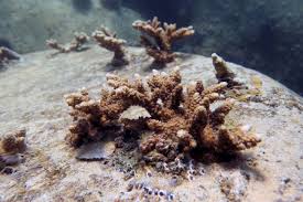 With each transaction 100% verified and the largest inventory of tickets on the web, seatgeek is the safe choice for tickets on the web. Divers Cut Plant Coral Off Uae Coast To Build Reef Amnewyork