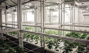 Growth Industry Automation In The Burgeoning Cannabis Market Camerafollow.cs ( add this to the camera jig gameobject ). growth industry automation in the