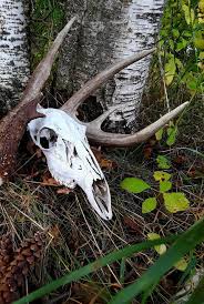 Download and use 2,000+ deer skull stock photos for free. Deer Skull Antlers Outdoors Birch Wildlife Wallpaper Wallpapers Background Animals Nature Pikist