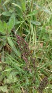 Image result for Agrostis continuata
