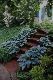 Blue Hosta Edging My Mom Just Got Us These Blue Hostas To Try This Year I Hope They Take Off Like The Rest Of Them Di Shade Garden Shade Plants Hosta