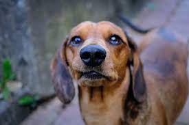 Check spelling or type a new query. The Full List Of Dachshund Rescues 2021 Usa Europe
