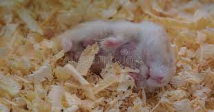 Hamster Sleeping Cute Hamster Laying Down In Its Cage Ad Cute Sleeping Hamster Cage Laying Ad Hamster Sleeping Hamster Cute Hamsters