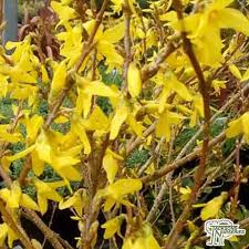 Buy Forsythia Mindor Forsythia In The Uk