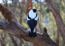 Urban Birdwatching Guide To Melbourne Bird Watching Birds Of Australia Australian Birds