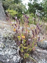 Image result for Stathmostelma pauciflorum