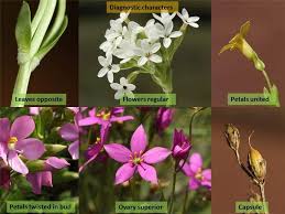 Image result for Gentianaceae