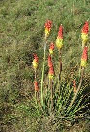 Image result for Eriosema tisserantii