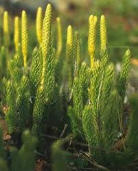 Image result for Lycopodium
