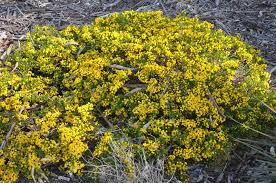 Image result for Acacia lasiopetala