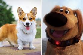 Do you ever wonder which dog breed are you? Quiz Which Puppy Breed Suits You