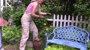 The newer fruiting canes that are to be. Poppies Deadheading Youtube