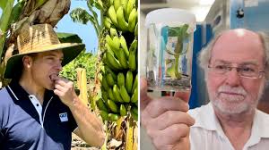 Genetically modified fruit: The man who saved bananas from certain death