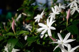 Image result for Jasminum multipartitum