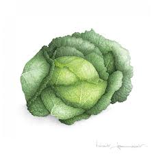 Chou Frise Aquarelle Botanique Originale De Vincent Jeannerot Dessin Legumes Illustration De Fruits Illustration Botanique