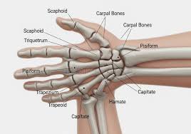Image result for Hamate Bone