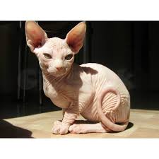 They are one of the most popular breeds in the. Purebreed Sphynx Kittens For Adoption Claseek Philippines