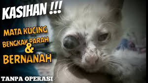 Mengobati Mata Kucing Bengkak Parah Tanpa Operasi Youtube