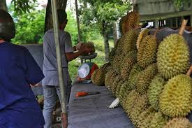The word of durian came from malay word duri which means thorns. Pahang S Musang King Durian Farmers Allege Forced Into Modern Slavery In Legalisation Scheme Malaysia Malay Mail