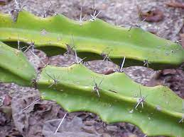 Pero el cactus crece en todas las américas y en algunas partes de áfrica (ver cactus). Acanthocereus Tetragonus Wikipedia La Enciclopedia Libre