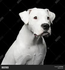 Is a dogo argentino in the pitbull breed? Portrait White Dogo Image Photo Free Trial Bigstock