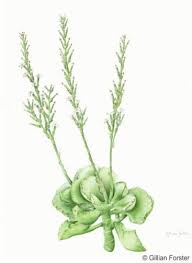 Image result for Alysicarpus zeyheri