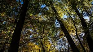 Fall Weather Forecast