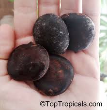 Image result for Telfairia