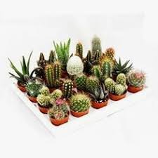 Mini Kakteen Und Sukkulenten Set Mit 20 Pflanzen Gartenzaun Gartenkunst Gartentisch Gartenmesse Mini Cactus Garden Mini Cactus Cactus And Succulents