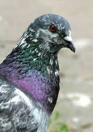Multicoloured Cute Pigeon Pigeon Breeds Bird Netting