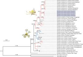 Image result for Flabellariopsis acuminata